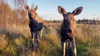 Фильм о Фильме: 