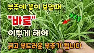 부추가 비싼시기 부추에 꽃이 보일때 지금 이렇게 해줘야 굵고 부드러운 부추를 겨울이 되기전 한번이라도 더 수확해 먹어요 #부추키우기