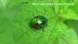 Жук листоед ясноточный