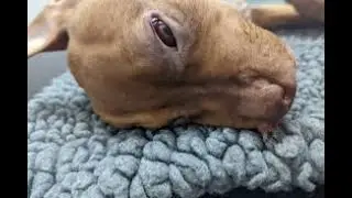 Man Tortures Puppy to Death: The Heartbreaking Story of Rocko's Final Moments!#StopAnimalAbuse #Love