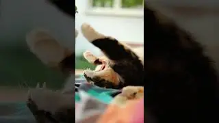 Sleepy Cat | Cutest Pet On Internet #shorts #cat #pets | Paws and Fur