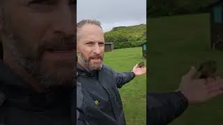 Rodger the cow bird (part 2)