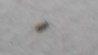 я нашёл на улице осенью в октябре последнюю осу которая не могла летать