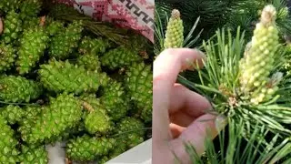 СОСНОВИЙ ПИЛОК та ШИШКИ -природні ліки які не будуть зайвими в кожному домі !!!