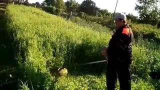 косьба горчицы, вики и овса после прикатывания мотоблоком