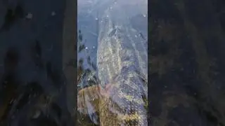 #pike #fishing #catchandrelease #youtube #shorts #youtubeshorts