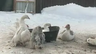 Крещенские купания гусей