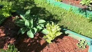 Хоста Kiwi Spearmint