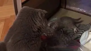 Кот знакомится с котёнком