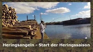 Heringsangeln, so angeln wir in Lübeck auf Hering