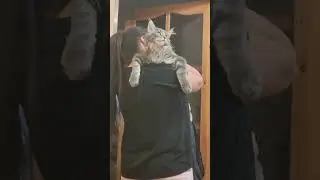 Maine Coon Veles ns22 4,5 months old #bass #music #beats #hiphop #cat #мейнкуны #catlover #kitten