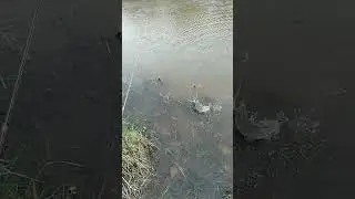 МАЙ КОНЁК.