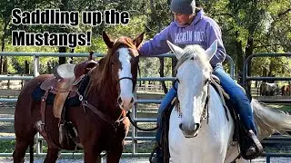 Saddling Up! | Chestnut Mustangs Nov Pt.2
