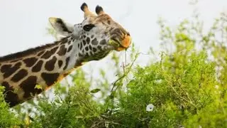 Удивительный жираф. Костя Тарасов