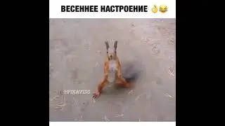 Белочка