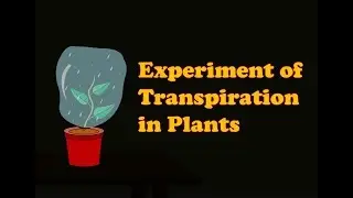 Biology - Transpiration Experiment | Transpiration in Plants experiment for Kids