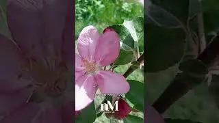 Псалом 33  