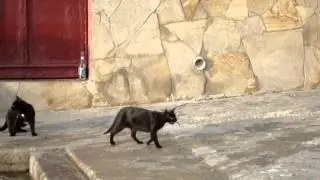 Кошачья рыбалка