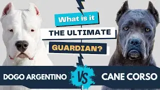 Dogo Argentino vs. Cane Corso: Which One is the Ultimate Guardian?