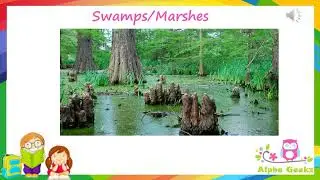 Adaptations in Plants growing in Swamps - Module 2.7  (Chapter 1 - Olympiad Class 4 Science)