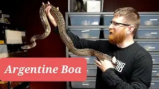Argentine Boa Constrictor , IMG Boa Being WEIRD  and Updates on Reptiles and Snakes