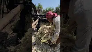 Amazing Molasses Making Process Using Sugarcane Juice #shorts
