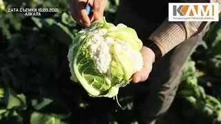 Капуста цветная Алкала от Бейо Заден для транспортировки и заморозки