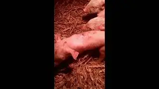 ОСПА  СВИНЕЙ -КАК БЫВАЕТ ВЖИЗНИ.
