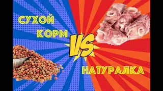 Переход с сухого корма на натуралку