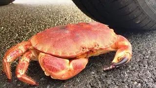 Crushing Crunchy & Soft Things by Car! EXPERIMENT: KING CRAB VS CAR - SATISFYING VIDEO 2020