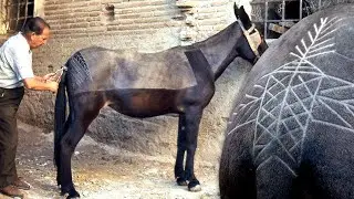 ESQUILADOR de BURROS Y CABALLOS con tijera y maquinilla manual para su HIGIENE y DECORACIÓN del pelo