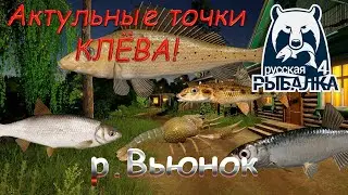 Fishing spots on the Vyunok River. Current as of September 23, 2025. Russian Fishing 4.