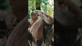Mushrooms 2024 Eastern Europe 
