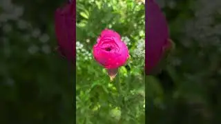 Ranunculus 