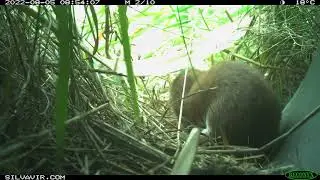 Close Up: Young Weasel Plays With Fresh Prey