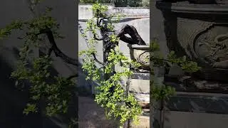 siêu phẩm mang tên cẩm thị hữu duyên gl LH 0366169369 zalo