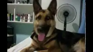 German Shepherd hates fart sounds