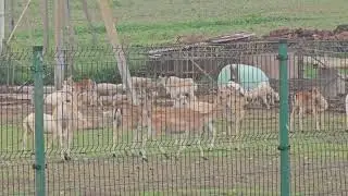 Deer fighting same as kangaroo