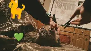 Что делать если кот боится воды ?