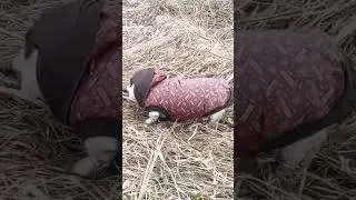 My dog ​​can't be taken fishing. He climbs into the water, bites the fish net, and doesn't let yo...