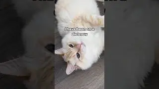 I Have Been On A Diet Now… 🥹 Maine Coon Ragdoll Mix Cat #shorts #catlover #youtubeshorts