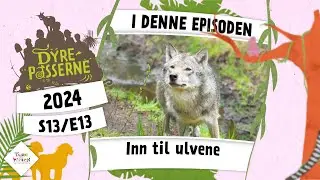 Inn til ulvene | Dyrepasserne 2024