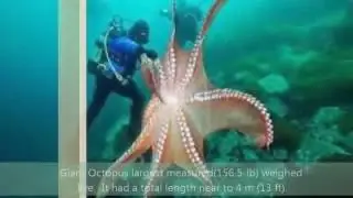 World's Biggest In The Sea