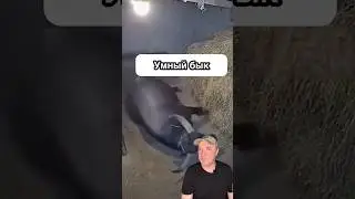 The bull saved from fire.
