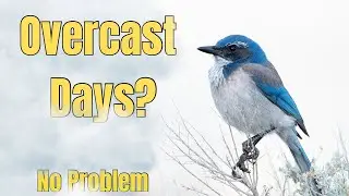 BIRD PHOTOGRAPHY IN OVERCAST LIGHT (How to Capture Stunning Shots Every Time)