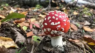 Столько мухоморов в одном месте я ещё никогда не видел. 🍄🍄🍄🍄🍄🍄🍄🍄🍄