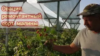 Овация ремонтантный сорт малины начало плодоношения