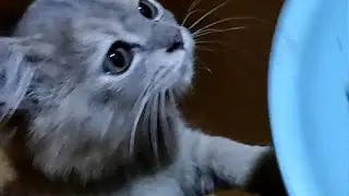 Lolo sama Lili makan bareng, anak kucing rebutan makanan