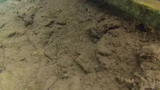 Сарва: Под водой