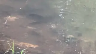 HUNDREDS OF BLUEGILL SPAWNING GUARDING AND FANNING EGGS